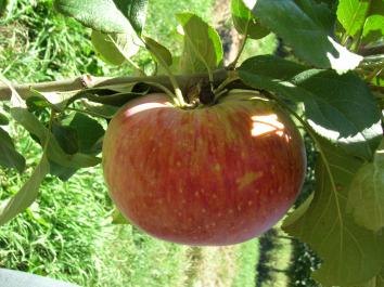 APPLE TRIPLE - Bramley’s Seedling, Belle de Boskoop & Peasgood
