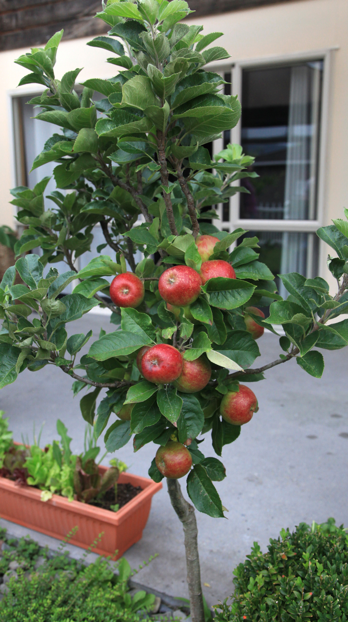 Dwarf Fruit trees produced by Waimea Nurseries