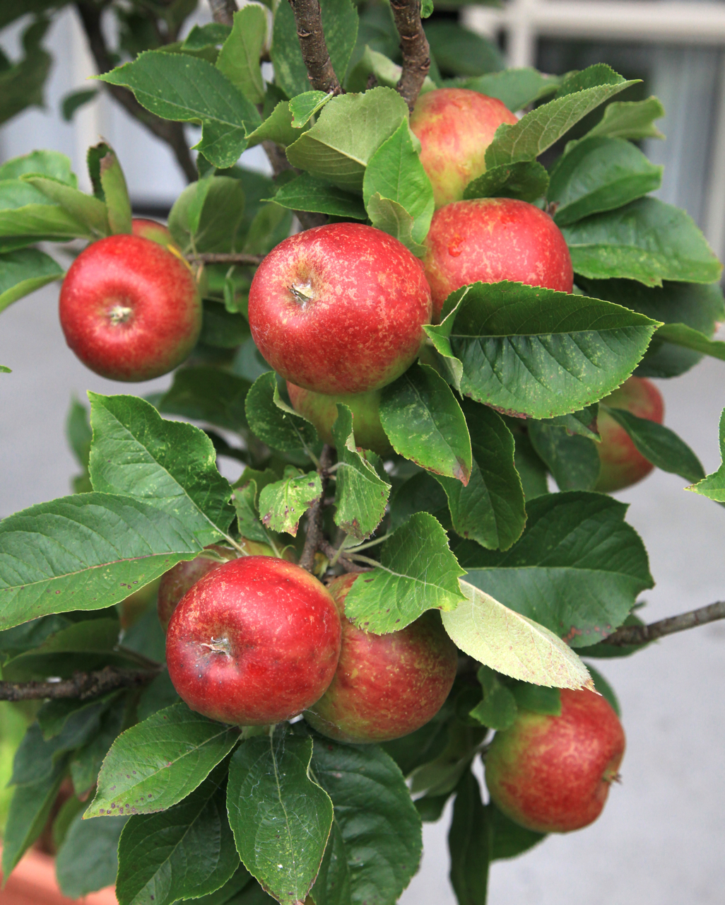 blush fuji apples,China baotai price supplier 21food