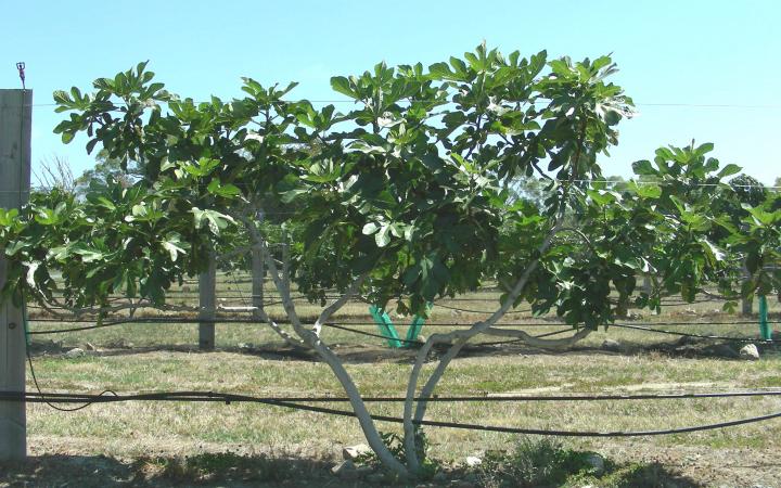 Fig Mrs Williams