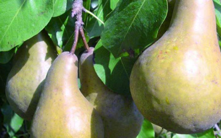 Early Gold Pear Pollination Chart