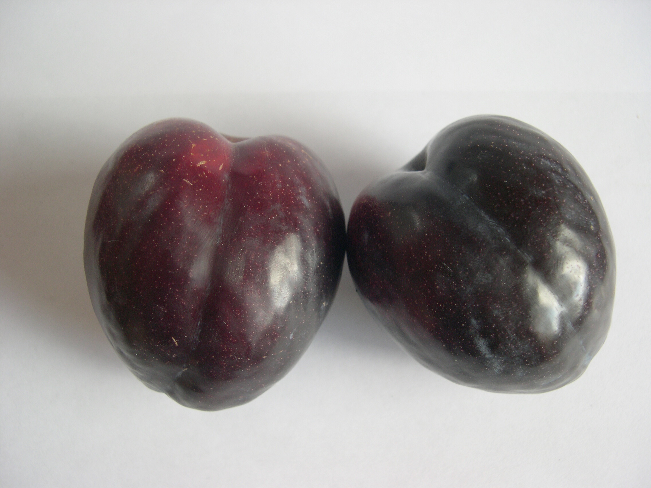 PLUM DOUBLE Santa Rosa & Black Doris
