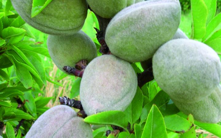 ALMOND Garden Prince