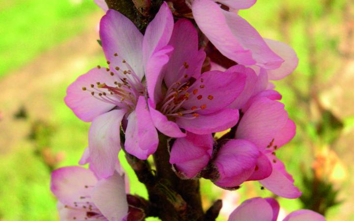 ALMOND Garden Prince