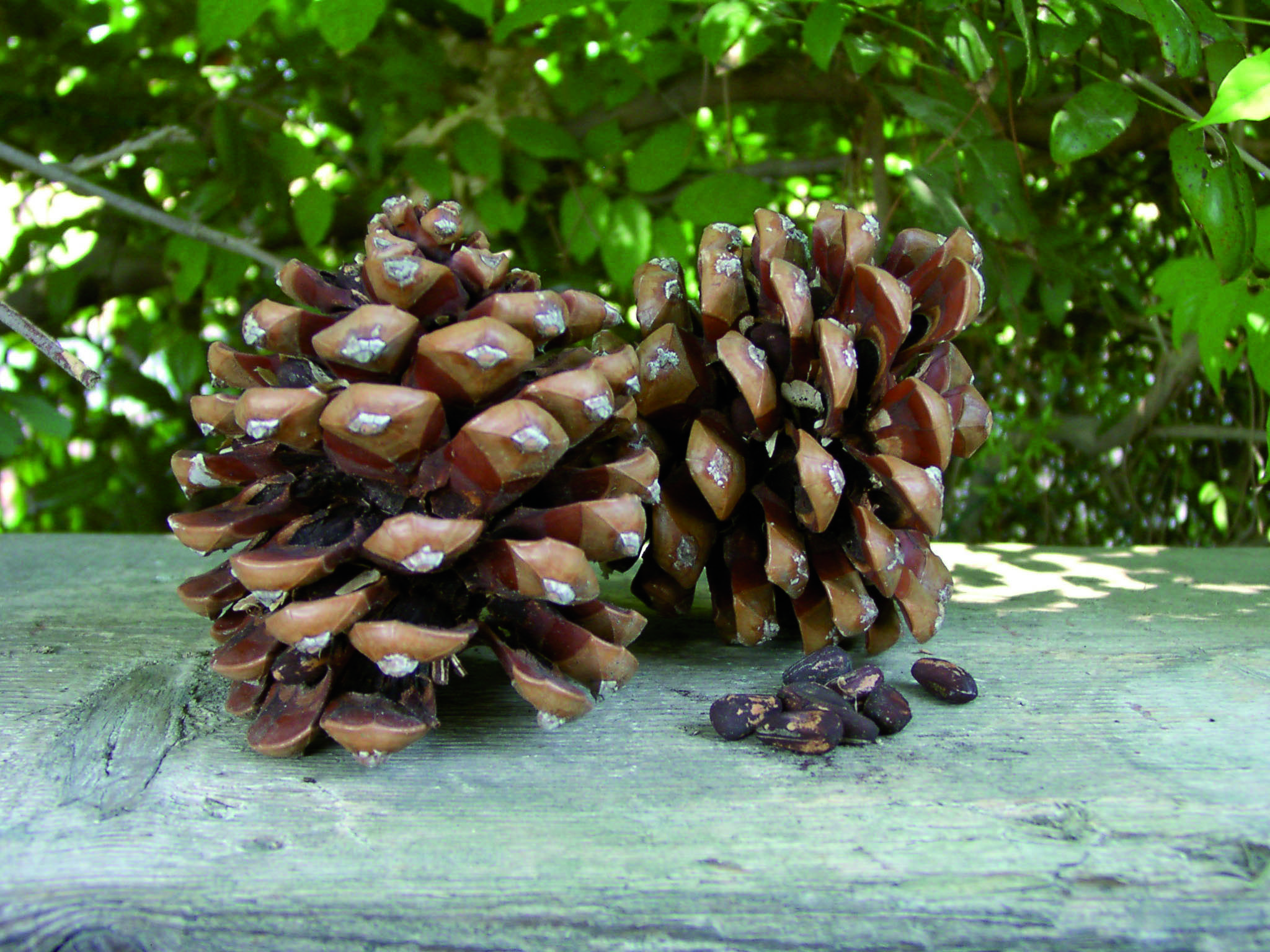 PINENUT Pinus pinea