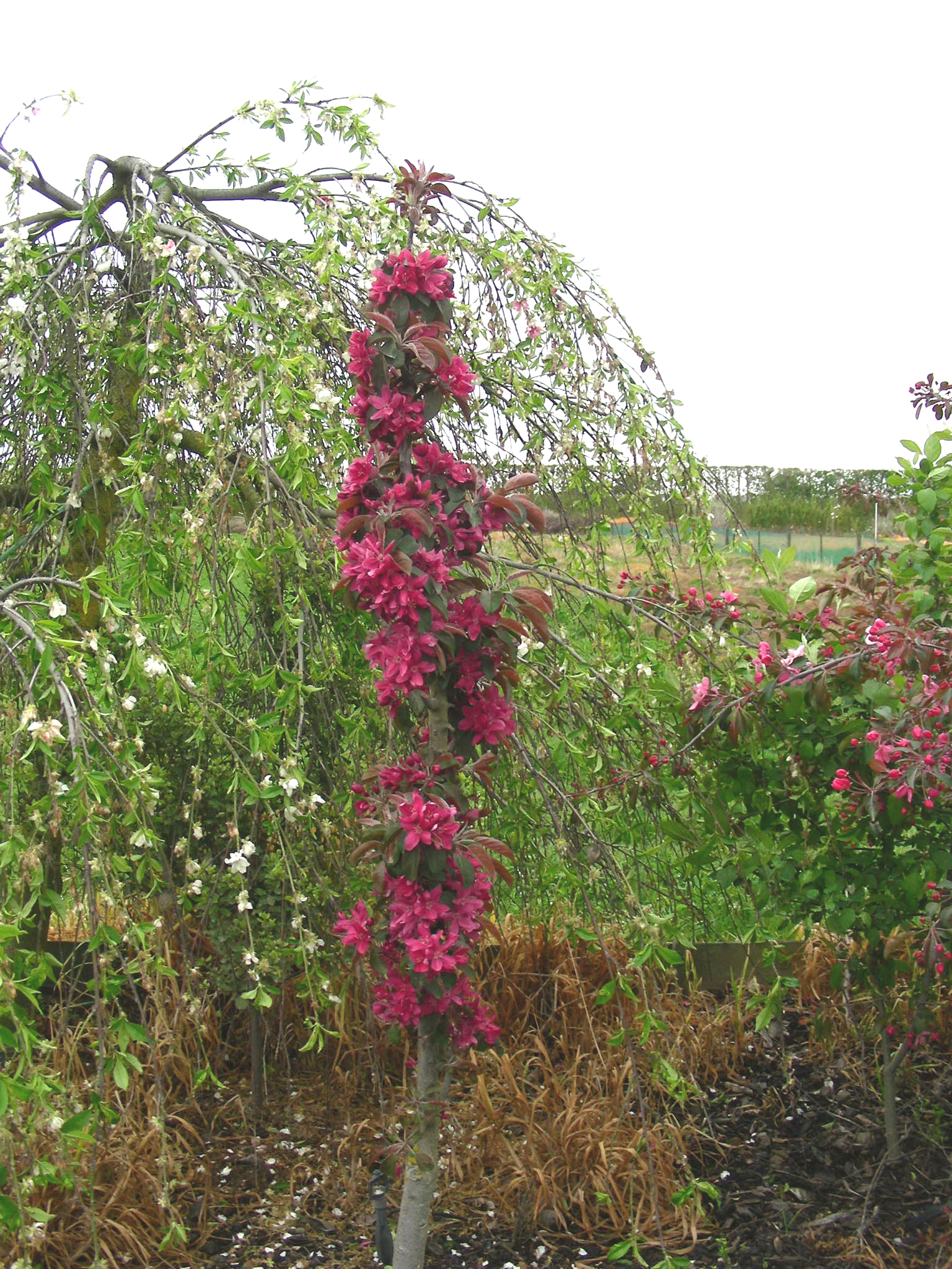 Malus - Ballerina